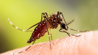 Sentinel chickens test positive for West Nile virus, Hernando County says