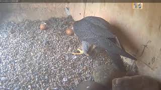 Peregrine Falcons Orange CSU/NSW, Changeover, prey and feeding2019 10 07