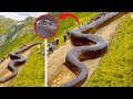 10 Biggest Snakes Ever Discovered | Biggest Snakes In The World | Snakes Discovered