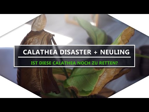 Video: Warum Trocknen Calathea-Blätter? Was Tun, Wenn Calathea-Blätter Gelb Werden Und Sich Kräuseln?