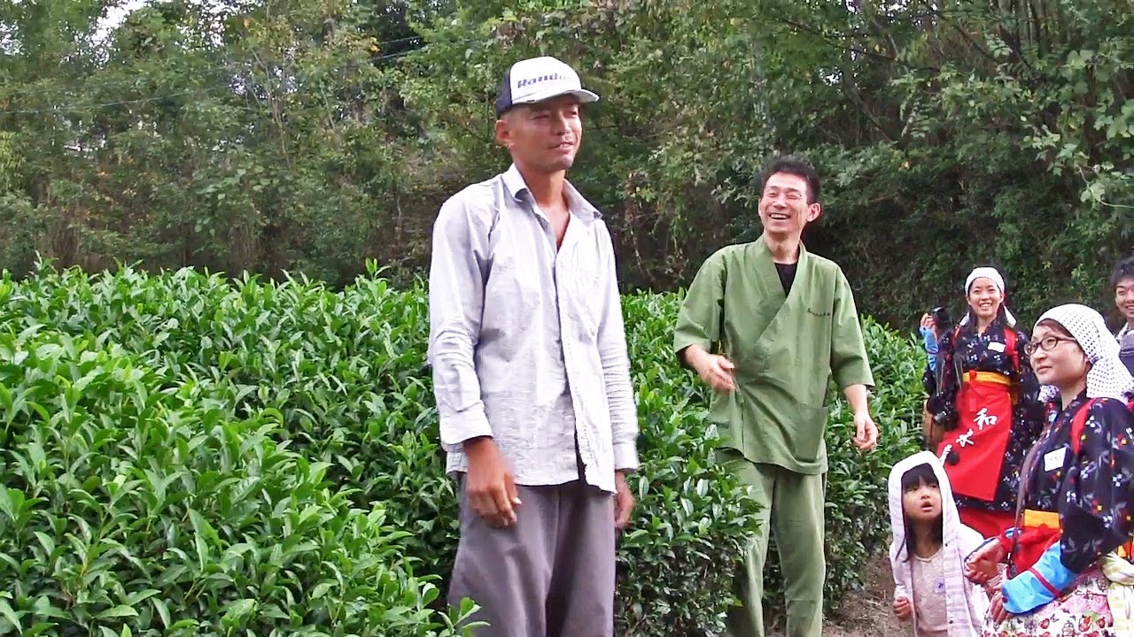 Green Tea Newbies (13) Obubu Tea Farm, autumn tea picking おぶぶ茶苑