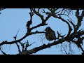 Stieglitz Ruf (Carduelis carduelis)