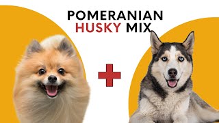 Pomeranian Husky Mix aka Pomsky