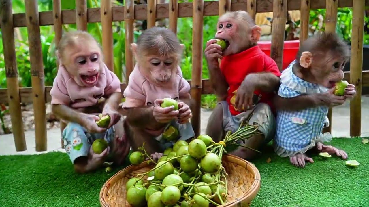WOW Amazing Ploy Family Really Happy Enjoy Guest Fruit