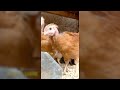 Así suena un gallinero -  El Pollo Lizfe