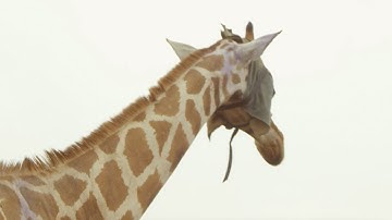 Wild Giraffe Relocated To New Home | Saving Giraffes part 3 | Africa