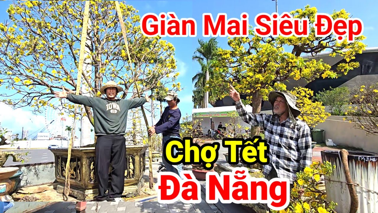 Choáng Ngợp Giàn Mai Siêu Đẹp Chợ Hoa Tết Đà Nẵng | Cập Nhật Giá Hoa Tết 2026