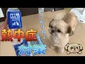 犬の熱中症対策！ペットスエットで水分補給 - Dog Hydrated -【チワワ×シーズー】