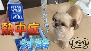 犬の熱中症対策！ペットスエットで水分補給 - Dog Hydrated -【チワワ×シーズー】