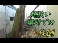 ≪伐倒技術≫　勢いをつけずにゆっくり倒す