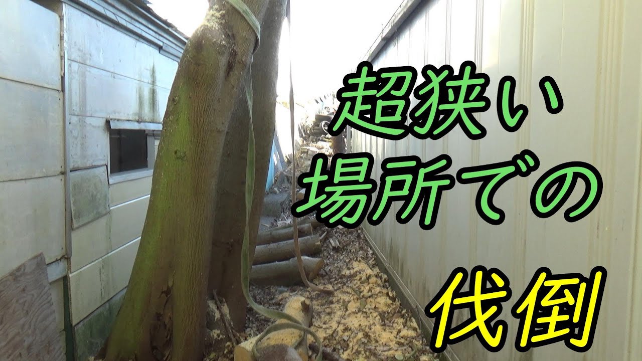 ≪伐倒技術≫　勢いをつけずにゆっくり倒す