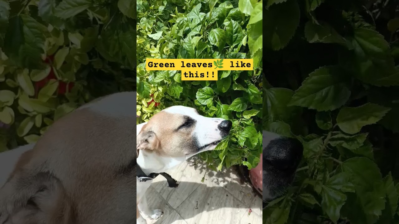 Why does your dog eat green leaves? 