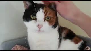 Senior Kitizen Needs A Home