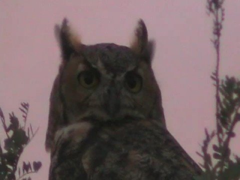 Great Horned Owl in the Wild