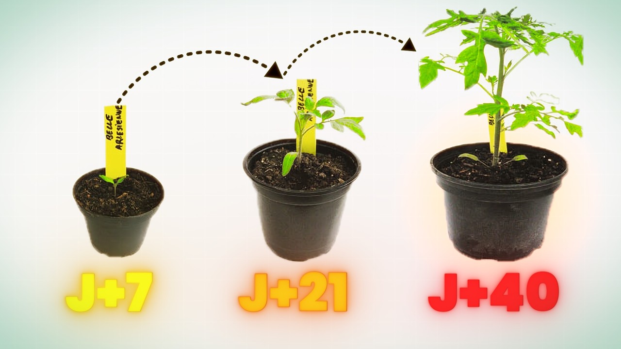 Réussir à Coup Sûr SES SEMIS DE TOMATES (Les Meilleures Astuces)