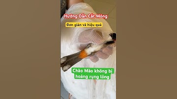 Hướng dẫn cắt móng chân chim sau khi xong lông đơn giản và hiệu quả 🦅 #khichaomao #chaomao #birds