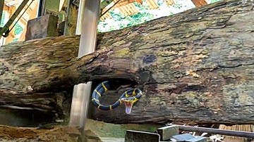 Unexpected surprise while sawing hollow teak logs at the sawmill