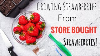 Growing Strawberries from Store Bought Strawberries!