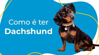 COMO É TER UM DACHSHUND: COMPORTAMENTO, CUIDADOS ESSENCIAIS E CURIOSIDADES