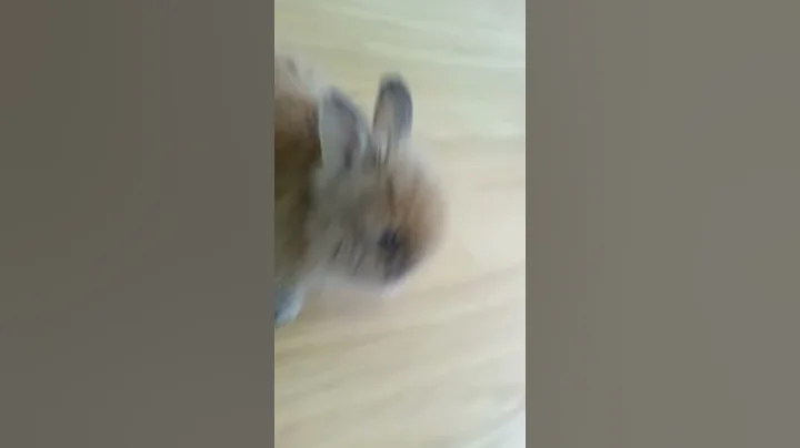 My baby rabbit is the cutest