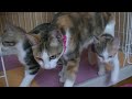保護子猫家族が再会！トライアルから帰るとそこにはサプライズで母猫が #25