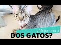 ¿Es mejor tener dos gatos o uno?