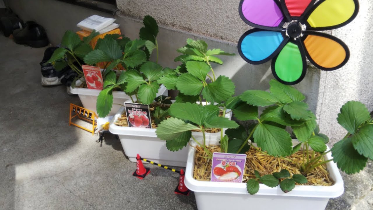 僕の家で勝手にガーデニングしないでください