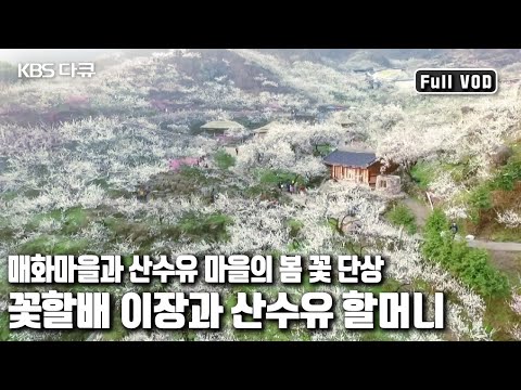 구례 산수유마을의 6형제 👵🏻할머니와 광양 매화마을 꽃할배 👴🏻이장의 이야기 &rsquo;꽃할배 이장과 산수유 할머니’ (KBS 20160416 방송)