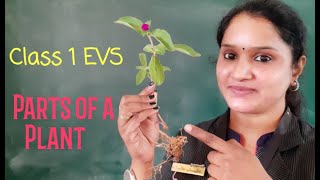Famous Class 1 EVS Chapter 5 PLANTS (Part 1) Net Worth