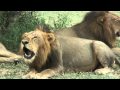 4 roaring male lions.mp4