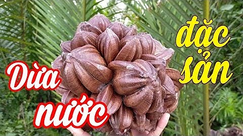 Dừa nước, trái dừa nước, buồng dừa nước - đặc sản miền Tây nam bộ!