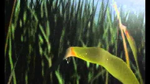 Metallica - The Unforgiven (Warcraft)