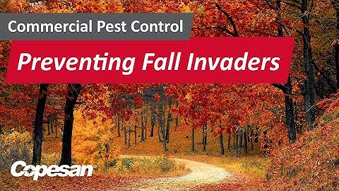 Commercial Pest Control: Tips to Prevent Fall Invaders