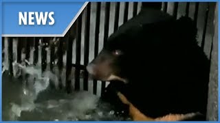 Wild Bear Rescued From Waterhole In Southwest China