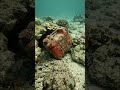 Anglerfish POV: Tiny Camera Enters a Dark Deep Sea Trap 😳🐟 #microexploration #wildlife #tinyworld