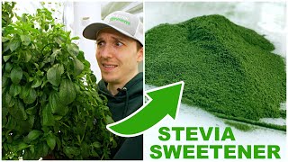 How To Process Stevia Into A Powder Sweetener by Rochester Microgreens 846 views 3 months ago 5 minutes, 20 seconds