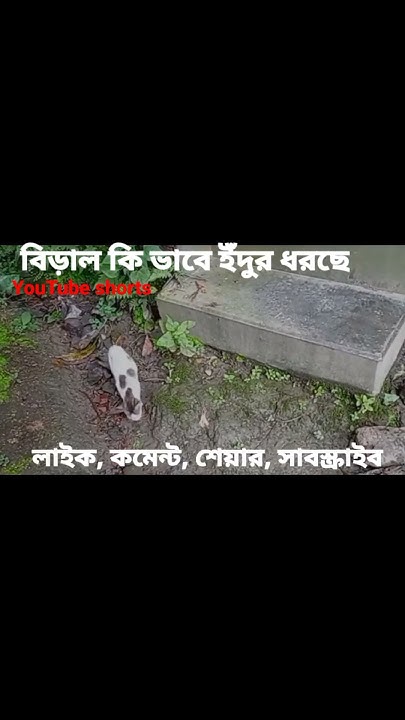 how-do-cats-catch-mice-youtube