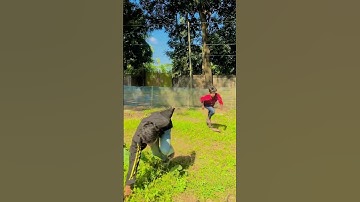 Action video😈#Big__Brother #bangladesh #flip #parkour #shorts