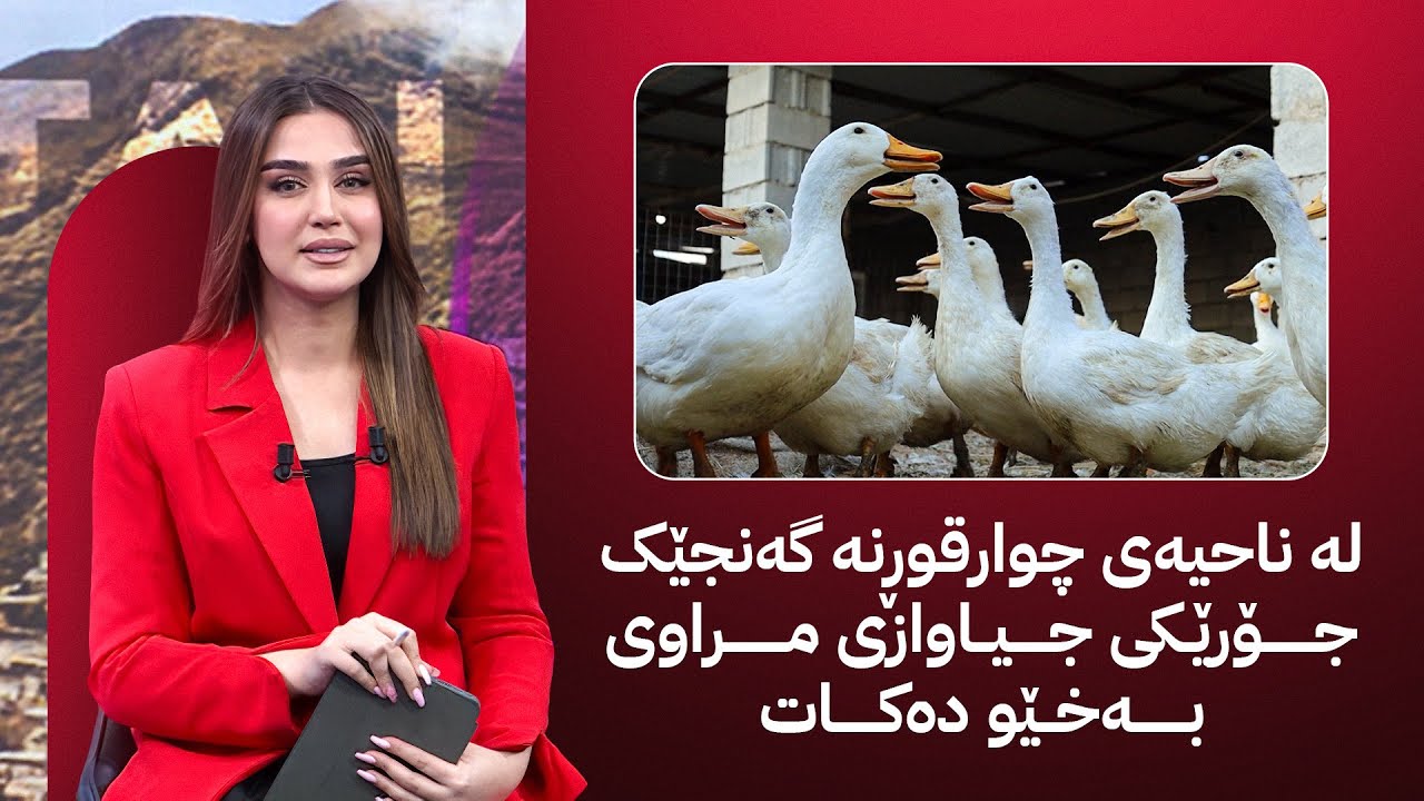 لە ناحیەی چوارقوڕنە گەنجێک جۆرێکی جیاوازی مراوی بەخێو دەکات