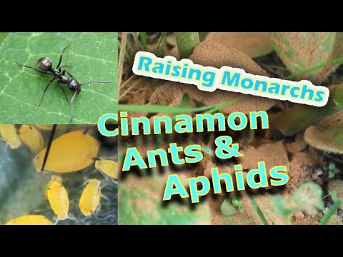 Raising Monarchs - Cinnamon, Ants, & Aphids (Help The Monarch Butterfly) hqdefault