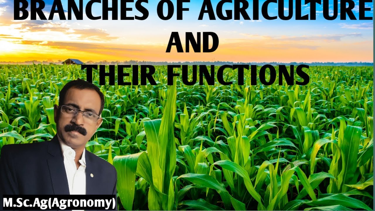 BRANCHES OF AGRICULTURE AND THEIR FUNCTIONS YouTube