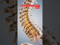Degenerated Disc vs Herniated Disc Explained | Spine Health &amp; Back Pain Relief #Shorts