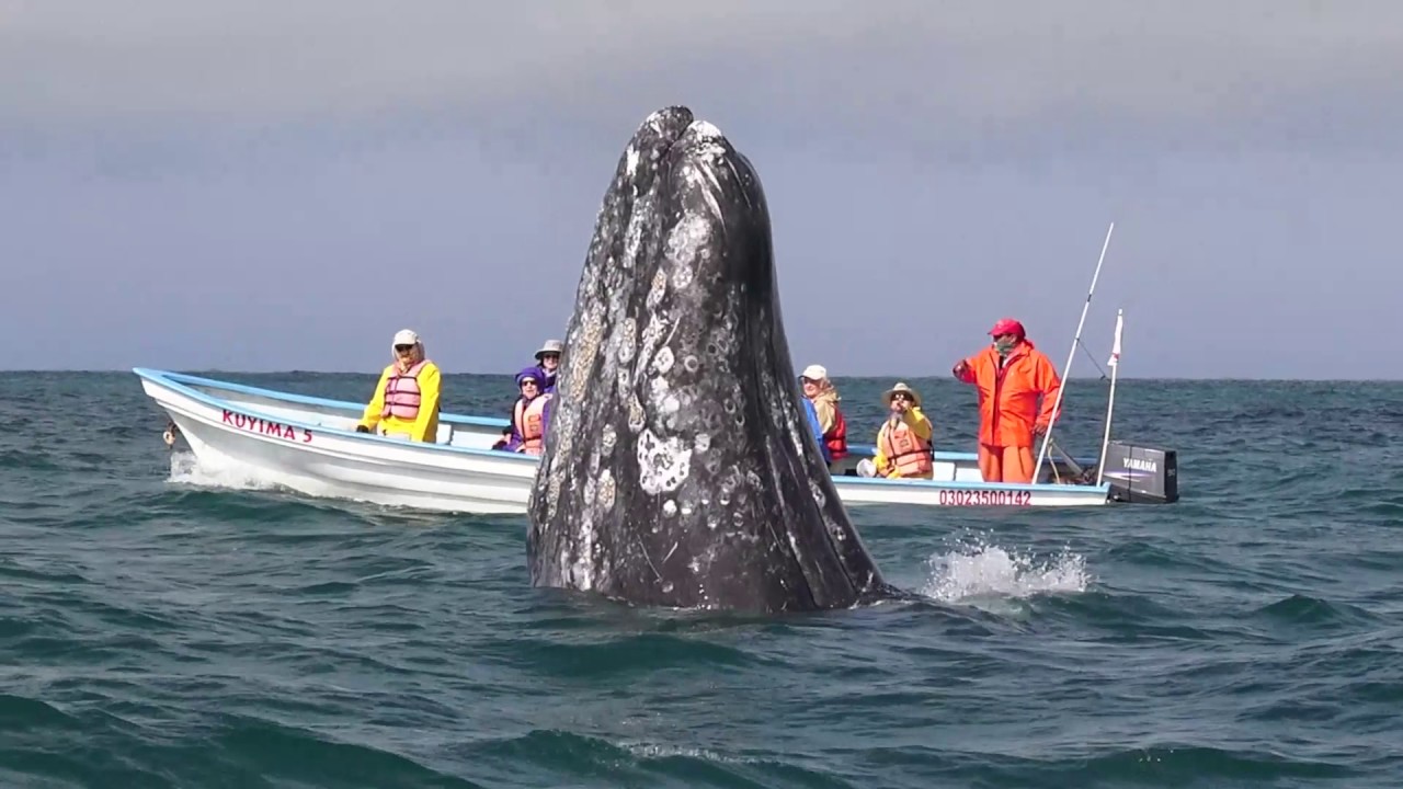 whale watching tour laguna beach