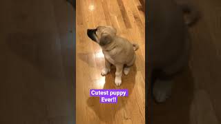 Cute Anatolian shepherd puppy #dog #cute #puppy