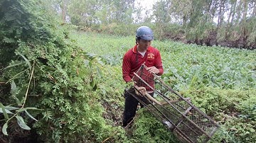 Nt 67 lll Vỡ lợp cá lóc xà gi trúng mánh chạy được con rắn nước hơn 1kg chà bá (t16)