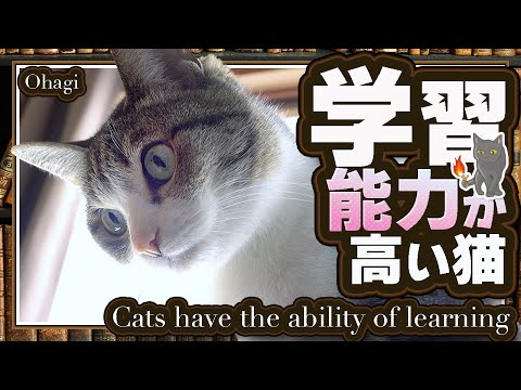 学習能力が高い猫