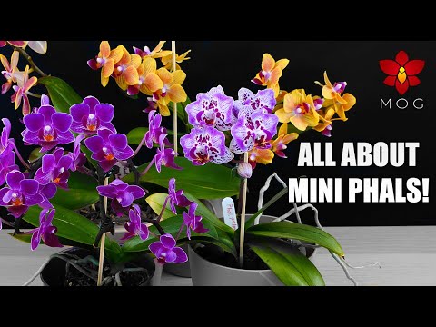 Video: Mini phalaenopsis-orkideer derhjemme: vækstfunktioner, pleje og anmeldelser