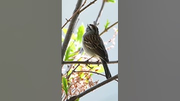 Chipping sparrow bird song #shorts #video