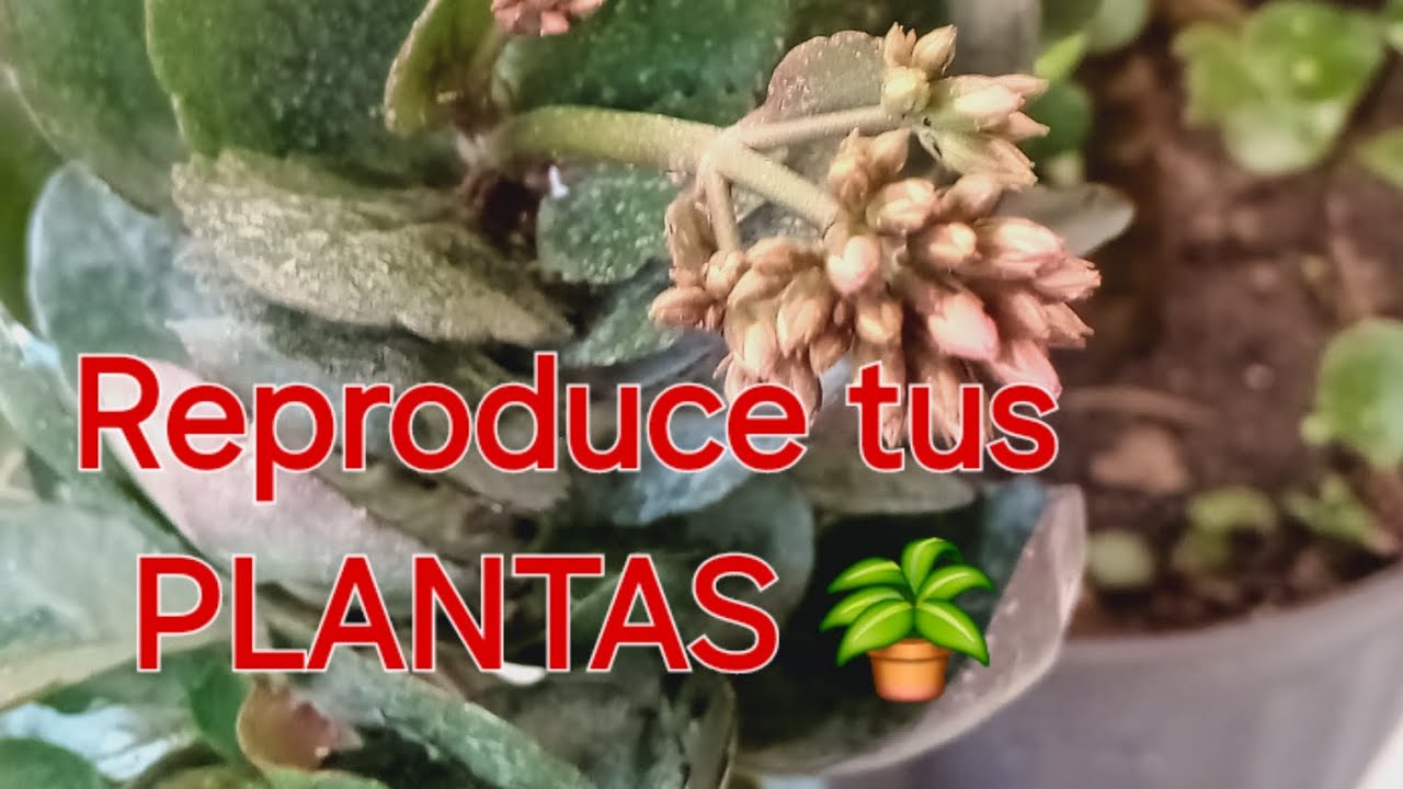 Puedes venderlas 🤑 reproduce tus plantas 🌿 con coditos