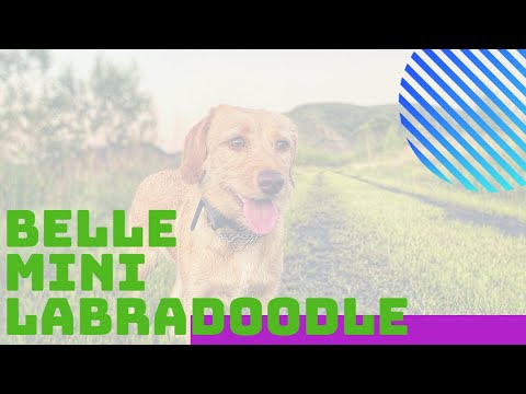 best-labradoodle-trainers-in-pa-\-8-month-old-mini-labradoodle,-belle